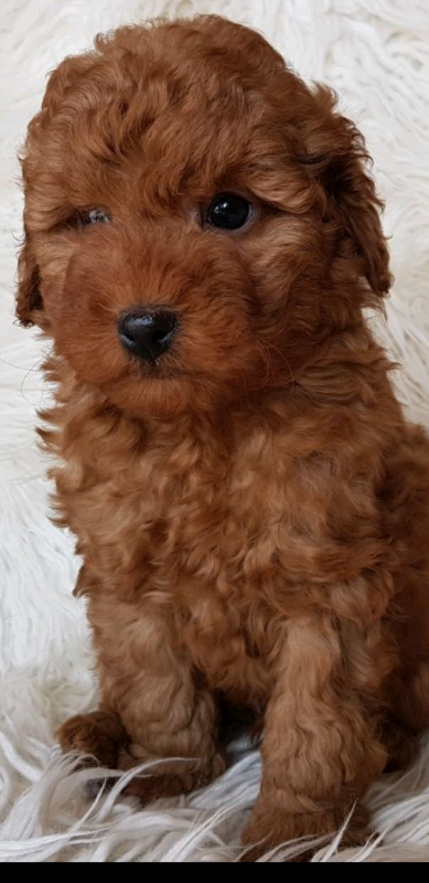 miniature poodle gumtree